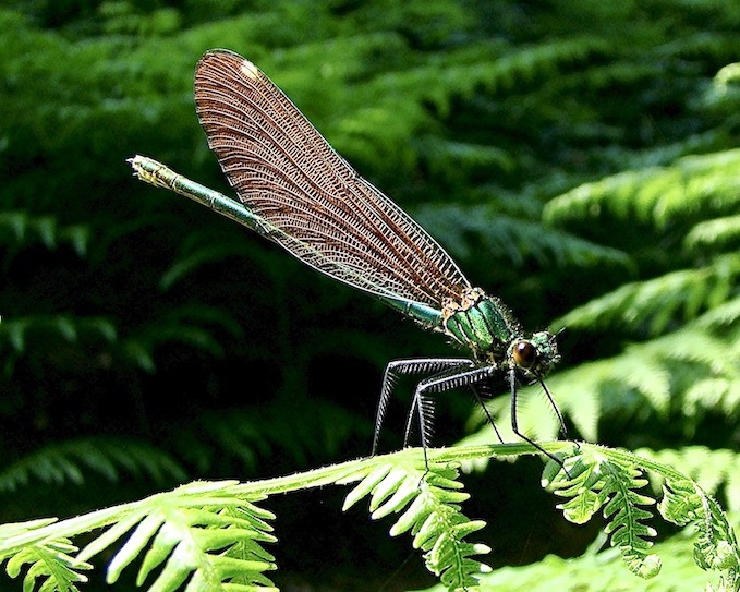 beautiful demoiselle